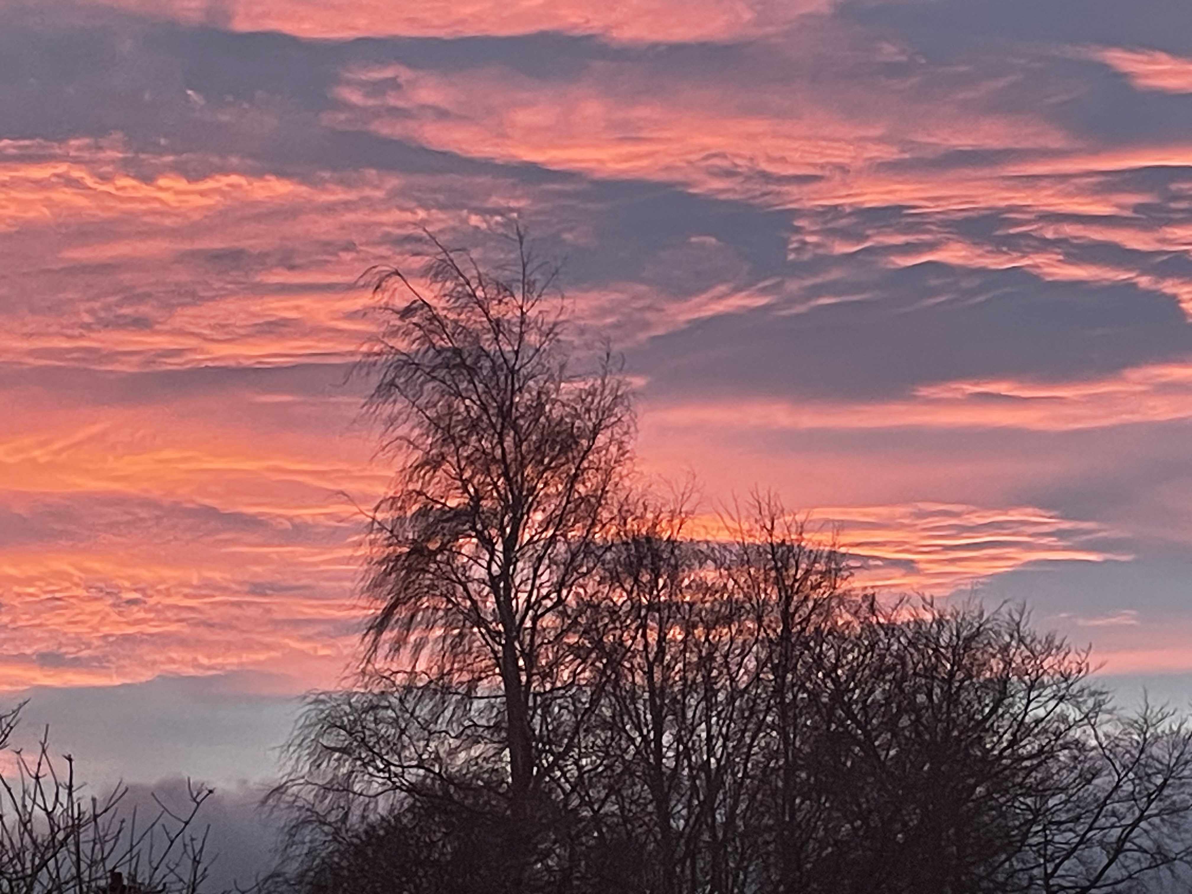 Blue sky with v of pink footed geese.